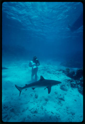 Ron Taylor filming a reef shark