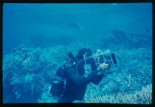 Diver filming coral fish