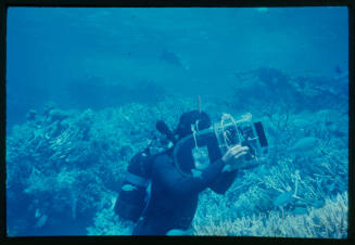 Diver filming coral fish