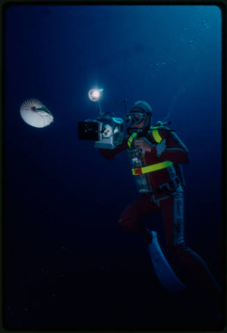 Ron Taylor filming a nautilus