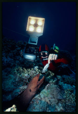 Diver holding an underwater camera and feeding a fish to a moray eel