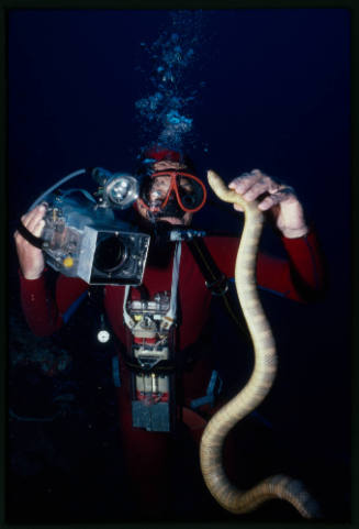 Ron Taylor holding a sea snake