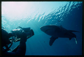 Oceanic whitetip shark