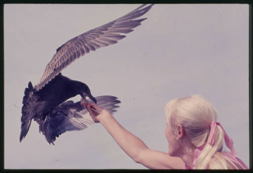 Valerie Taylor feeding a bird