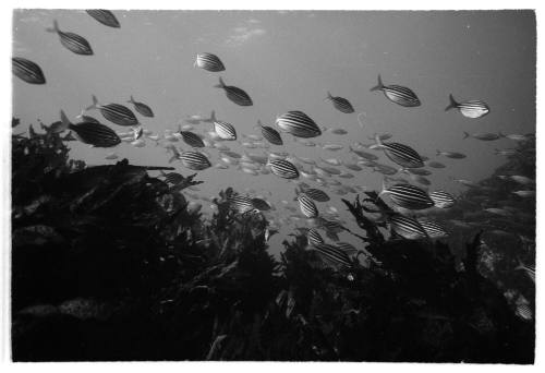 Black and white photo of a school of striped fish