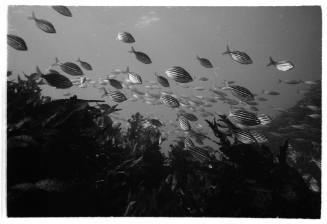 Black and white photo of a school of striped fish