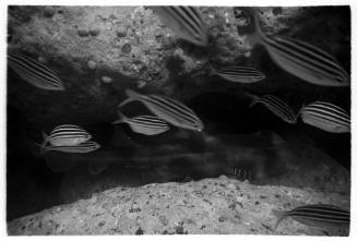 Black and white photo of a school of striped fish