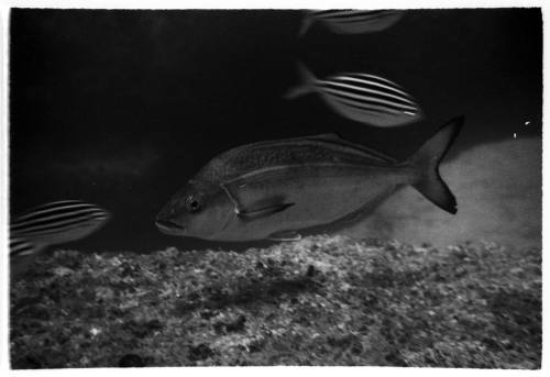 Black and white photo of a fish
