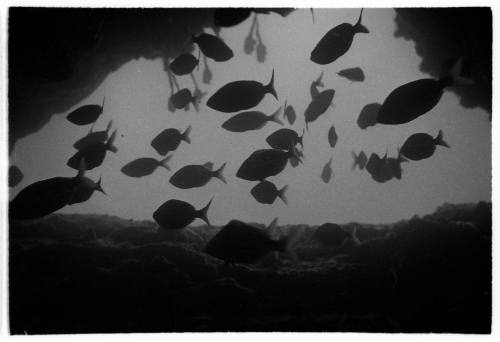 Black and white photo of a school of fish