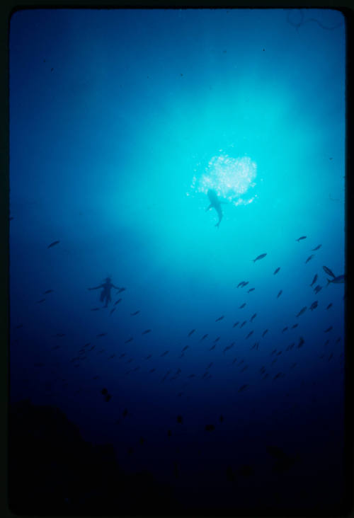 Silhouette of a diver, shark and school of fish