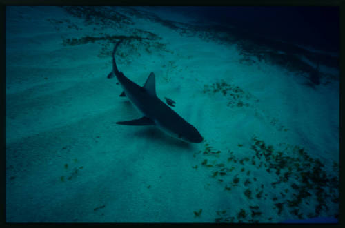 Galapagos Shark