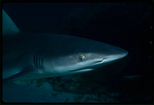 Galapagos shark