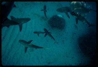 Galapagos shark