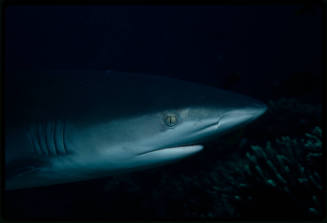 Galapagos shark