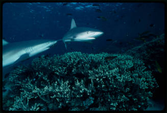 Galapagos shark