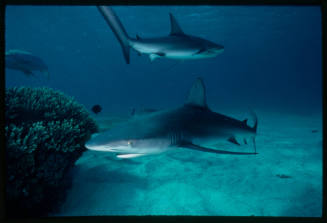 Galapagos shark