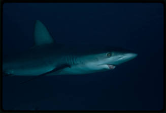 Galapagos shark