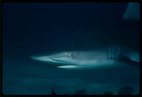 Galapagos shark