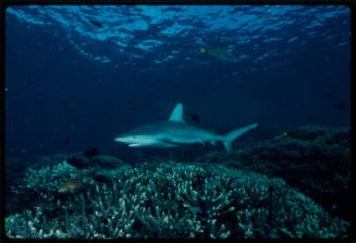 Galapagos shark