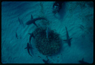 Galapagos shark