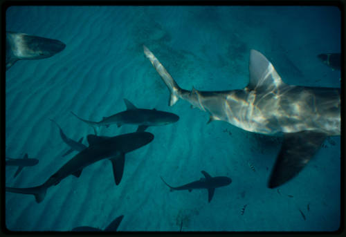 Galapagos shark