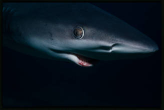 Galapagos shark