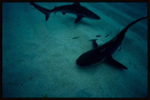 Galapagos shark