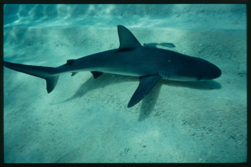 Galapagos shark