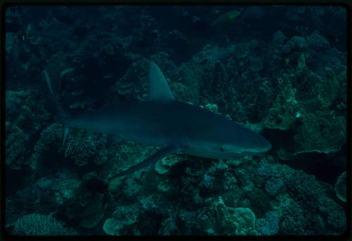 Galapagos shark