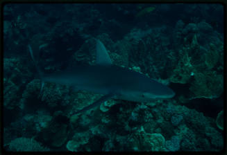 Galapagos shark