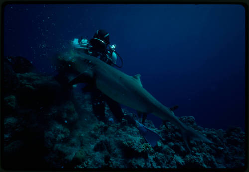 Grey Reef Shark