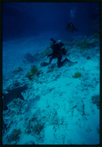 Dr Scott Johnson using his magnet tipped pole to cause reflex snapping by shark