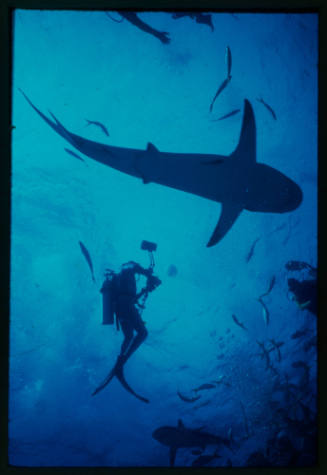 Caribbean Reef Shark