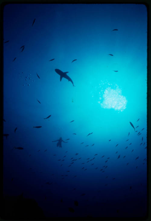 Silhouette of a diver, shark and school of fish