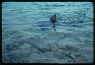 Small shark in the shallows