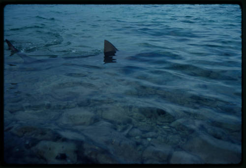 Small shark in the shallows