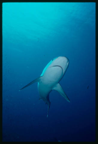 Underside of a shark