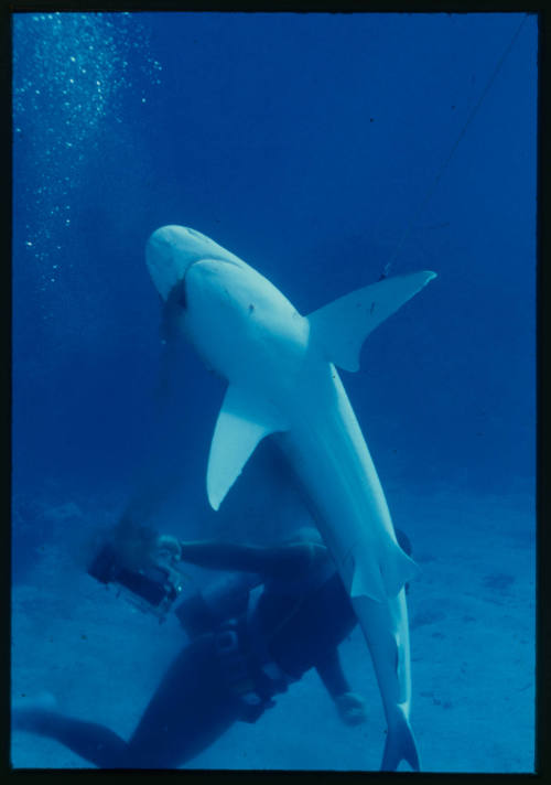 Diver swimming around an injured shark