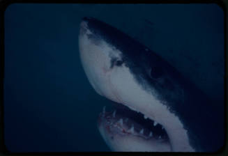 Close up of a great white shark filmed for "Orca"