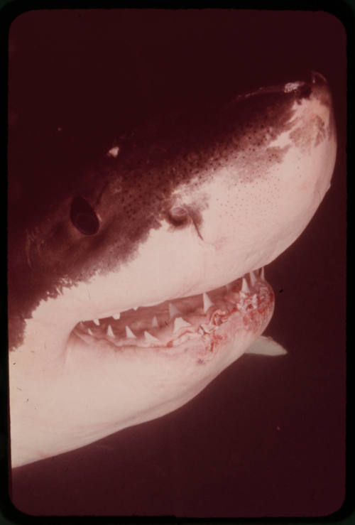 Close up of a great white shark filmed for "Orca"