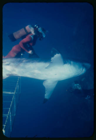 Valerie and Ron Taylor helping a great white shark untangle from the tether of a shark cage photographed by Rodney Fox