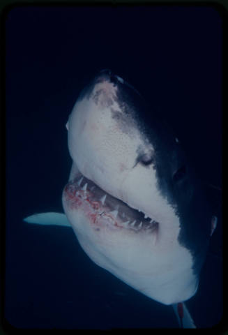 Close up of a great white shark filmed for "Orca"