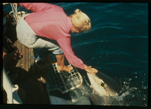 Valerie Taylor petting the snout of a great white shark