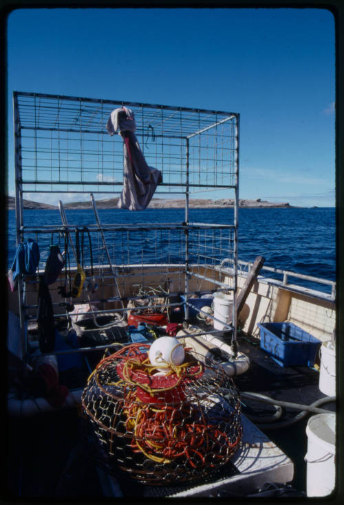 Slides from Ron and Valerie Taylor's photographic collection including Valerie and Ron Taylor underwater, white sharks, and nurse sharks