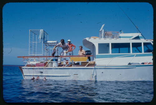 Laying out bait for great white sharks along the side of the Trade Wind during filming for "Jaws"