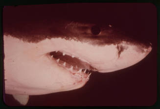 Close up of a great white shark filmed for "Orca"