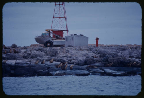 Sea lion colony