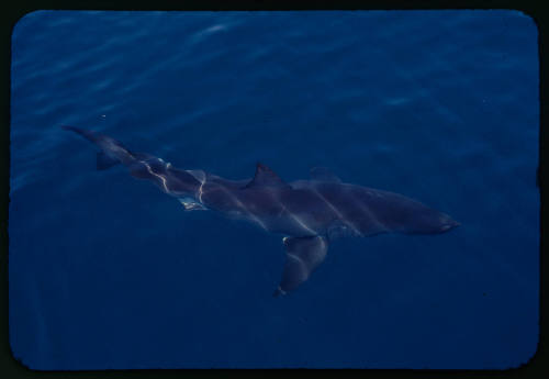 Top view of a shark in the water during filming for "Blue Water White Death"