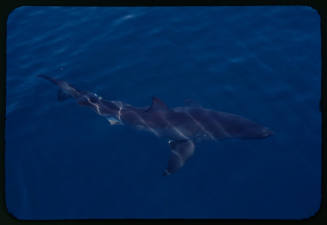 Top view of a shark in the water during filming for "Blue Water White Death"