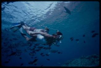 Two snorkelers diving with a school of fish